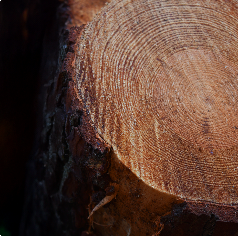 Madeira cortada com plantas